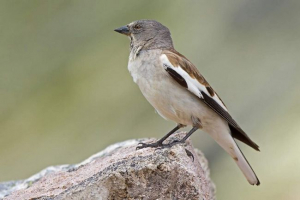 Kołowrotek śniegu - szybki ptak rodziny wróbli